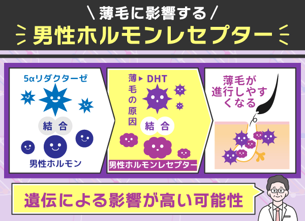 薄毛に作用する男性ホルモンレセプターの図解画像